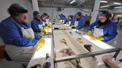 Des employées d’une grande entreprise de pêche d’Islande, nettoient des cabillauds, à Grindavik.