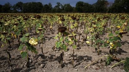 Tournesols frappés par la sécheresse dans un champ à Saint-Philbert-de-Bouaine dans le département de Vendée, le 26 août 2026.
