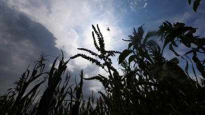 . L’indice FAO des prix alimentaires a augmenté de 1,9% en août.