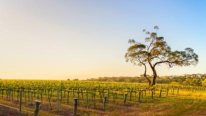 Le vignoble d’Onkaparinga River, en Australie.