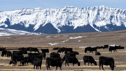 L’Alberta n’est pas prête pour contrer les menaces étrangères. Son Bureau provincial de sécurité et du renseignement ne compte que 16 employés.
