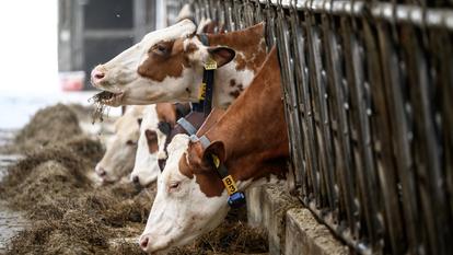 Selon le dernier bulletin de la Plateforme nationale d’Épidémiosurveillance en Santé Animale, 22 départements français sont actuellement touchés.
