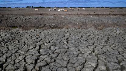 Troupeau de vaches dans un champ asséché à Bouin, en Vendée, le 3 septembre 2026.