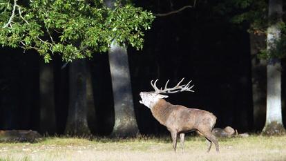 De la mi-septembre à la mi-octobre, le soir venu, le brame du cerf emplit les forêts de longs mugissements graves.
