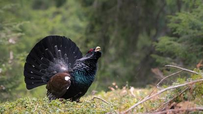 Le déclin du grand tétras a été «spectaculaire», avec des effectifs qui ont chuté de près de 80% depuis 1960 dans les Pyrénées, selon la Ligue pour la protection des oiseaux.