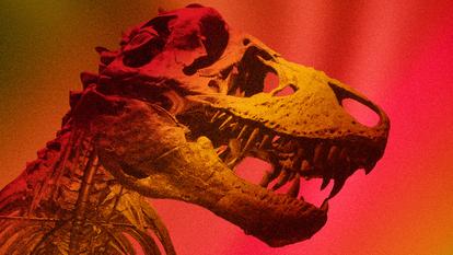 Reconstitution d’un Tyrannosaure Rex.