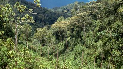 Forêt primaire dans le Parc national Nyungwe, au Rwanda.