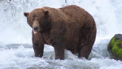 Cette photo fournie par le National Park Service montre Chunk (l’ours n°32), le champion 2025 de la «Fat Bear Week».