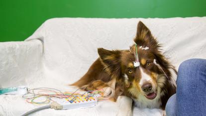 À l’instar des humains, les chiens s’appuient sur les consonnes pour repérer les mots dans un flux de paroles continu.
