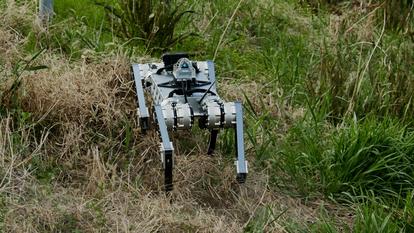 Test dans un champ du robot quadrupède Raibo2.