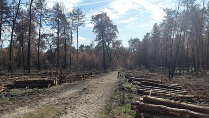 L’ONF, qui gère les massifs publics, est engagé dans une course contre la montre pour sécuriser la zone incendiée du massif de Fontainebleau et ses 120 kilomètres de sentiers.