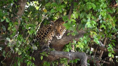 Dans l’enceinte du Centre spatial guyanais, la chasse est interdite, ce qui profite à la vie sauvage.