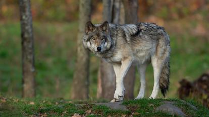Il s’agit de la deuxième capture de loup au moins de trois mois en Grèce. Image d’illustration.