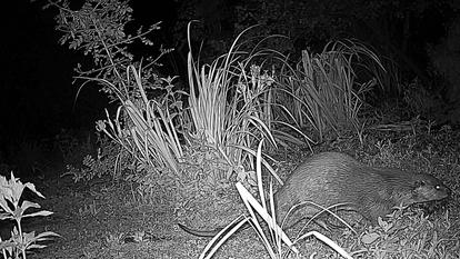 La loutre est revenue il y a quelques années dans le marais de Mazerolles.