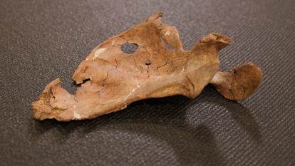 Cet orifice dans une omoplate néandertalienne a été percé par un projectile il y a 75 000 ans.