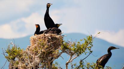En Arménie, le Grand Cormoran fait partie des espèces menacées et bénéficie donc d’une protection particulière par des associations.