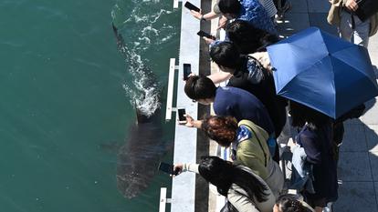 Le 7 octobre 2026, des visiteurs observent un requin de 3,5 mètres pris au piège dans un cours d’eau artificiel de la ville portuaire de Busan, en Corée du Sud.