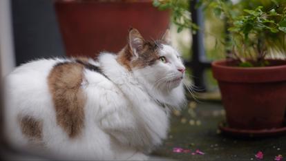 Chaque chat a une signature olfactive individuelle.