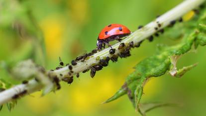 L’entreprise Agriodor annonce une diminution de 60 % de la population de pucerons a son pic grâce à des granulés imprégnés d’odeurs.