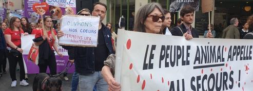 EN IMAGES - «Fermons les abattoirs!»: défilé à Paris contre la maltraitance animale