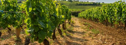 Investir dans la vigne : le palmarès des appellations qui prennent le plus de valeur