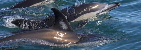 Aux îles Féroé, le massacre de 1400 dauphins suscite l'indignation