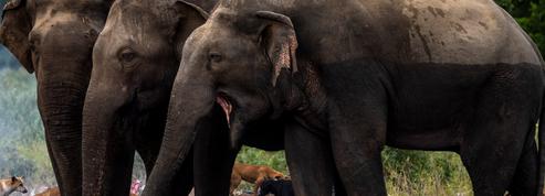 Au Sri Lanka, les conflits entre l'homme et l'éléphant font rage