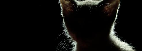 Chats Dernieres Actualites Et Videos Sur Le Figaro Fr