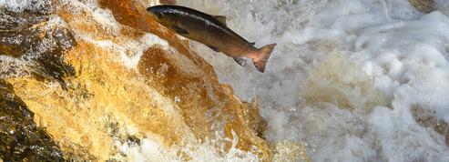 Inquiétude en Bretagne devant un projet d'élevage de saumons dans les terres