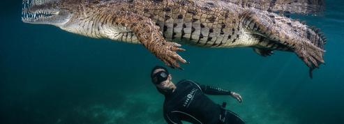 Raies manta, cachalots ou crocodiles : 6 séjours plongée pour observer les seigneurs des océans