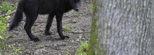 Loup : un agriculteur appelle à tuer des loups, une enquête est ouverte