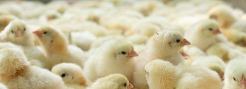 Grippe aviaire: les éleveurs italiens aux abois après l'abattage de 18 millions de volailles
