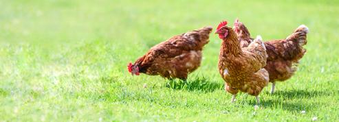 Poulehouse, la société qui sauvait des poules de l'abattoir, en liquidation judiciaire