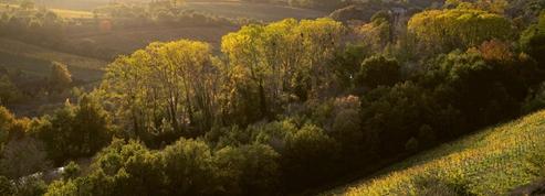 Notre palmarès des 10 domaines viticoles à découvrir avant la flambée des prix