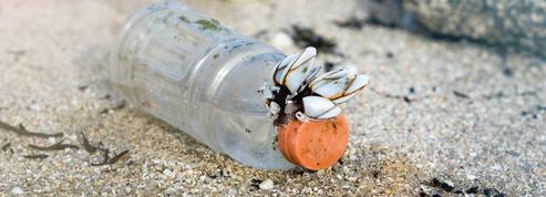 «Ramasser ses déchets, c'est pas la mer à boire» : le drôle d'appel de la Bretagne à ses touristes