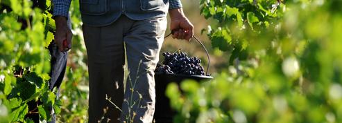 Flambée des prix : plus de 500 viticulteurs et agriculteurs mobilisés dans l'Aude