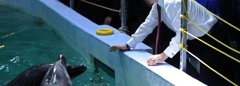 Ukraine : des dauphins dressés par les Russes pour la guerre repérés dans le port de Sébastopol ?