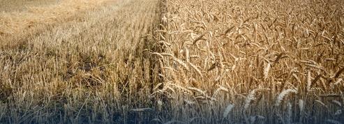Guerre en Ukraine : la production de blé n'augmentera-t-elle qu'en Russie cette année ?