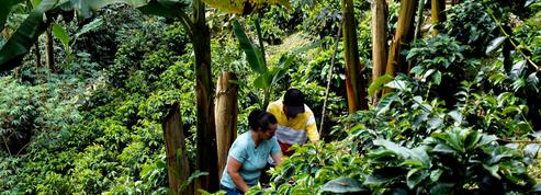 Dans les montagnes colombiennes avec ces hommes et ces femmes qui révolutionnent la culture du café