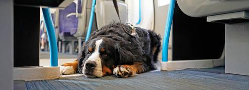 Les gros chiens n'auront plus à se faire tout petits dans les trains SNCF