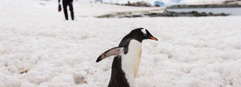 Testeur de vacances, gardien de pingouins ou goûteur… ces jobs insolites qui font rêver