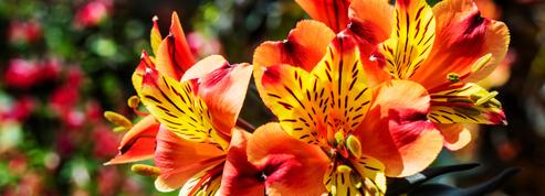 5 fleurs orange pour égayer le jardin