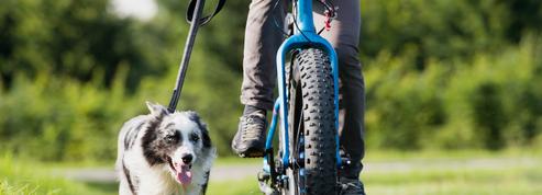 Comment faire du vélo avec son chien ?