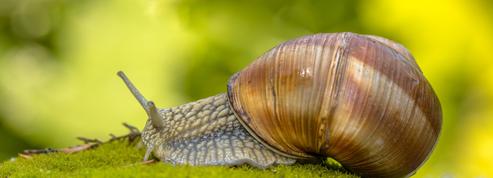 L'escargot : un mollusque utile dans le jardin