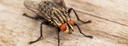 Comment identifier les insectes les plus courants dans la maison ?