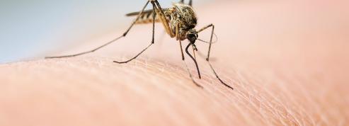 Comment lutter contre la surpopulation de moustiques ?