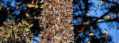 Notre reportage au cœur du sanctuaire des papillons monarques, menacés d'extinction