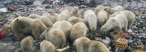 Santé, violence, stress : «La nourriture humaine est un énorme problème pour l'ours polaire»