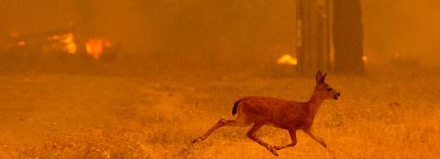 Incendies en Gironde : les animaux sauvages à l'épreuve des flammes