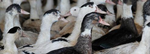 Grippe aviaire : la filière volaille et le gouvernement peaufinent leur nouvel arsenal